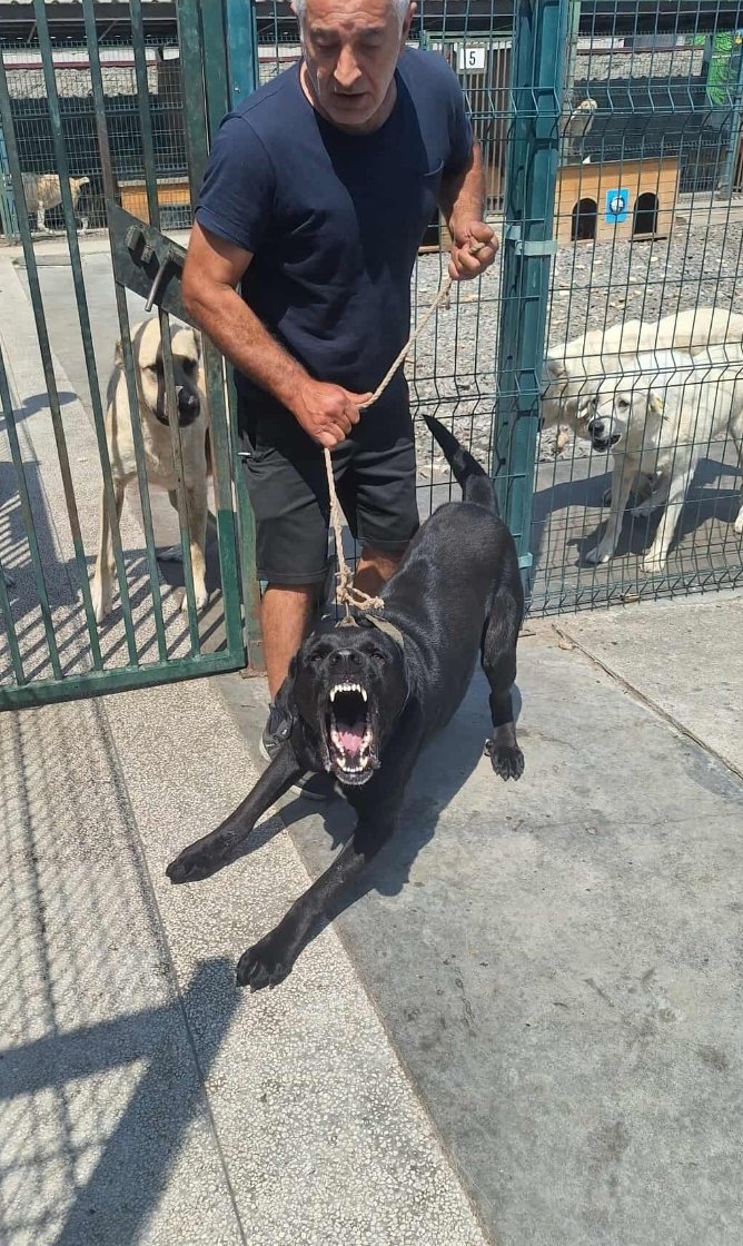 კანე კორსი. კაჭრეთი. როქსი