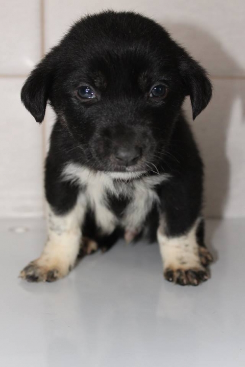 მეტისი უსახელო