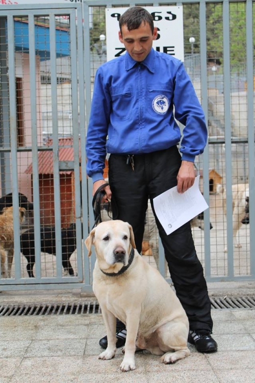 ლაბრადორი უსახელო