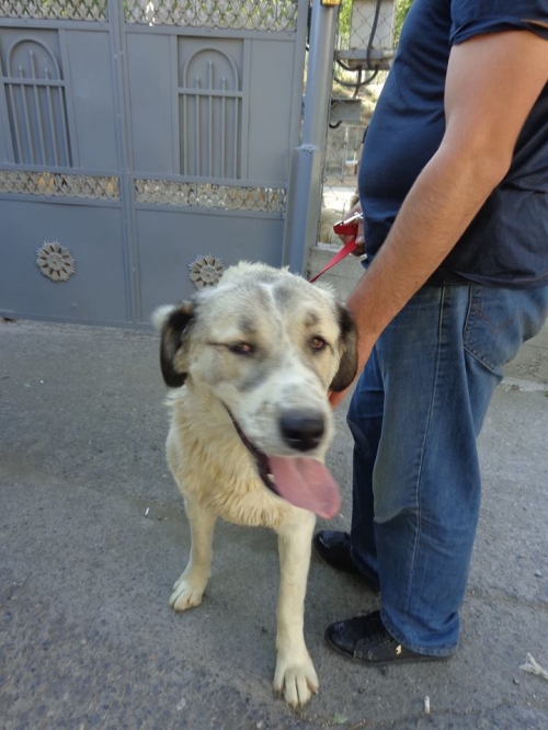 ქართული ქოფაკი უსახელო