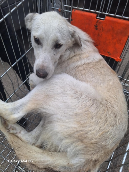 მეტისი ავჭალა