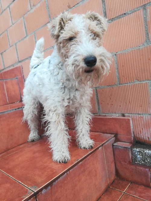 ფოქსტერიერი რუსტაველის მეტრო