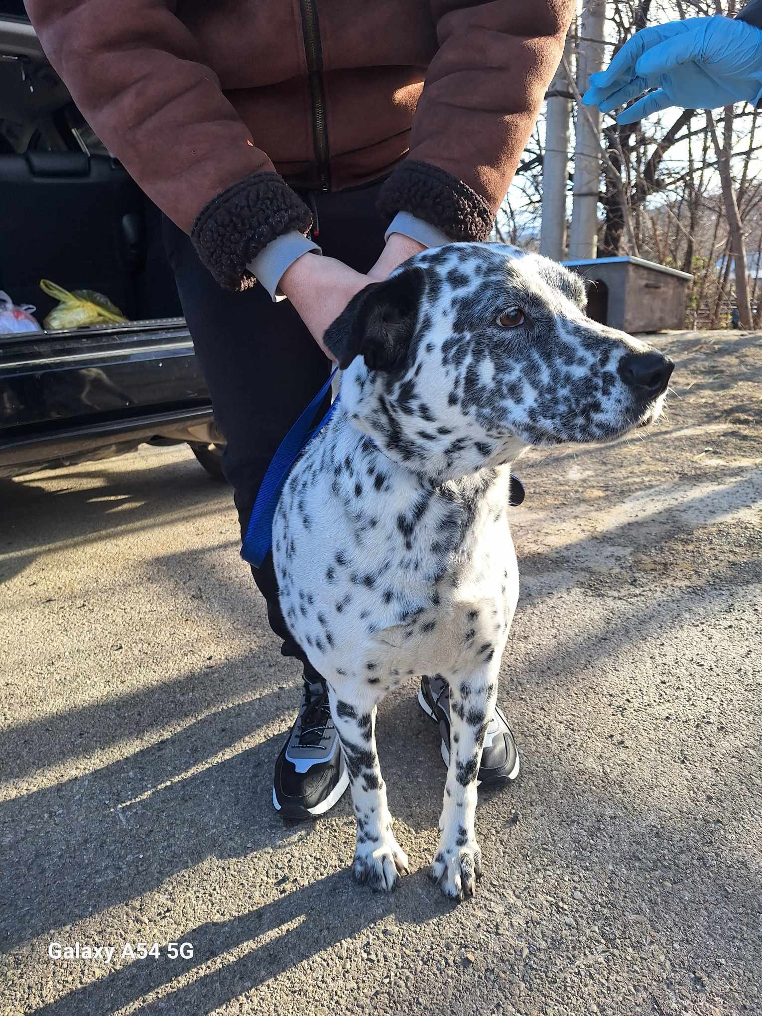 დალმატინის მეტისი. გლდანი. ხევის ქუჩა