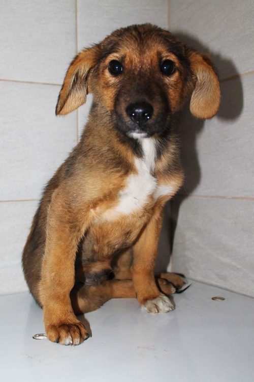 მეტისი უსახელო