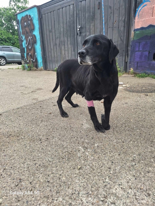 მეტისი სიფელი ბირთვისი ალგეთის ხეობა