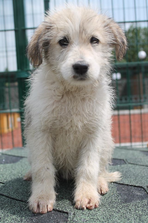 ბალონკის მეტისი უსახელო