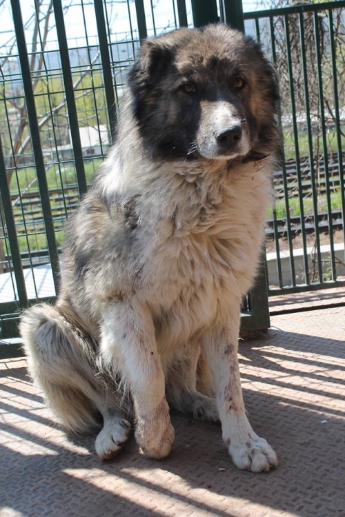 ქართული ქოფაკი უსახელო