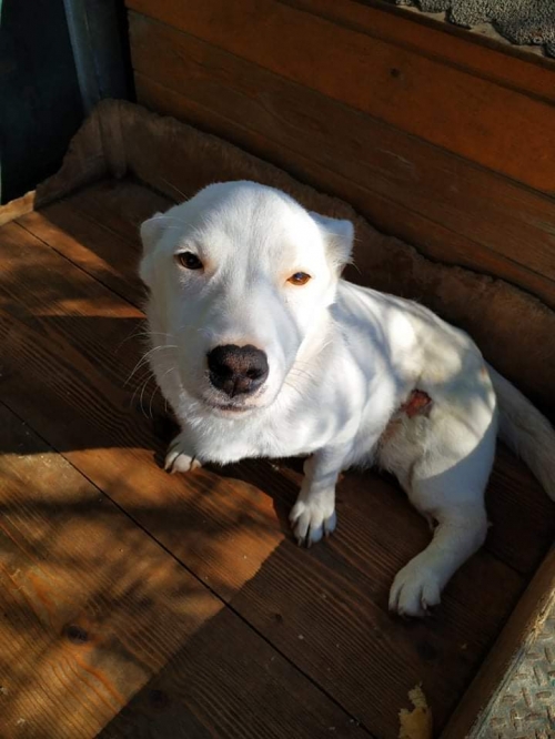 მეტისი გუნდა