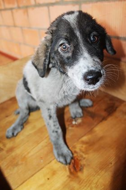 ქართული ქოფაკი უსახელო