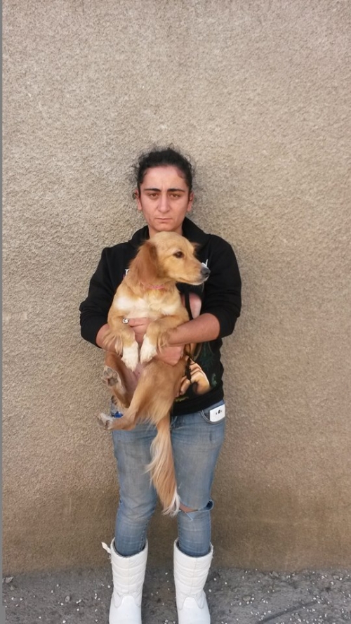 კოკერსპანელის მეტისი უსახელო