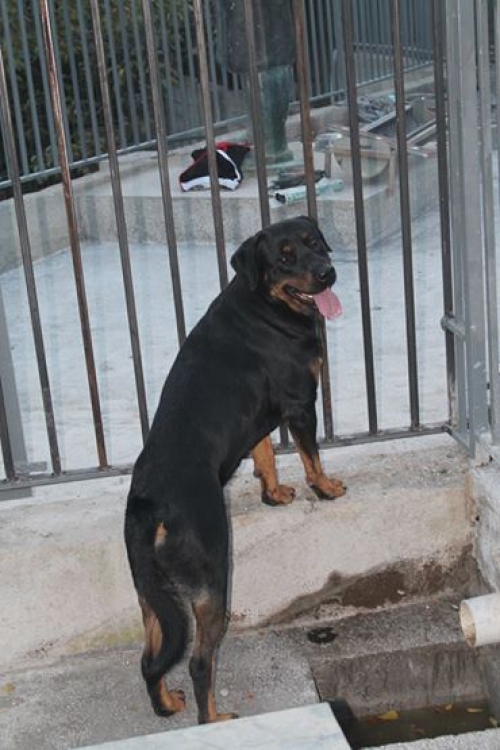 როტვეილერი მაქსი