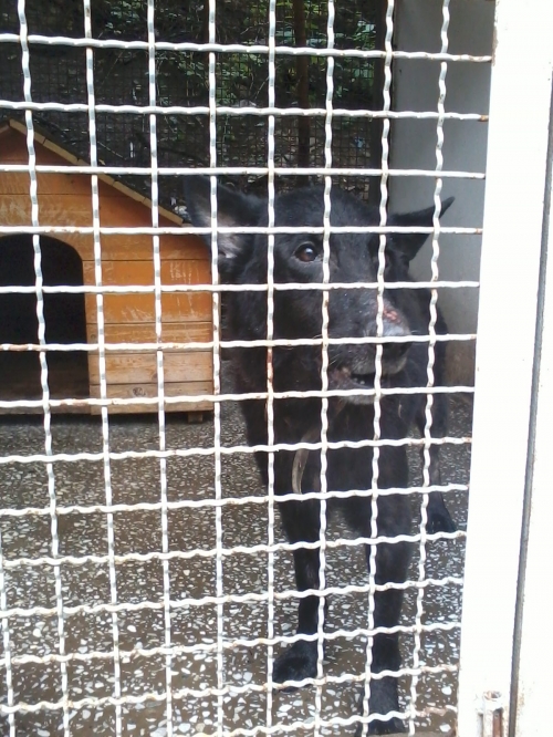 ბელგიური ნაგაზი ბუჩო