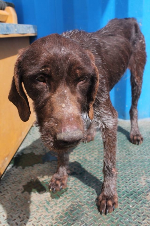 დრათხარი უსახელო