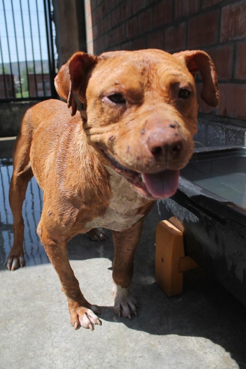 პიტი უსახელო