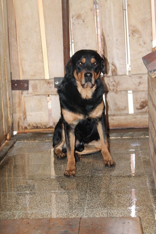 როტვეილერი როი