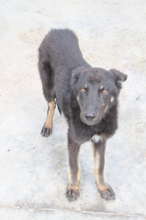 მეტისი ბათურა