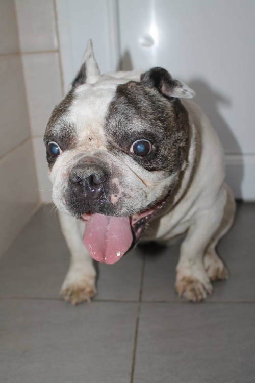 ფრანგული ბულდოგი ჯონი