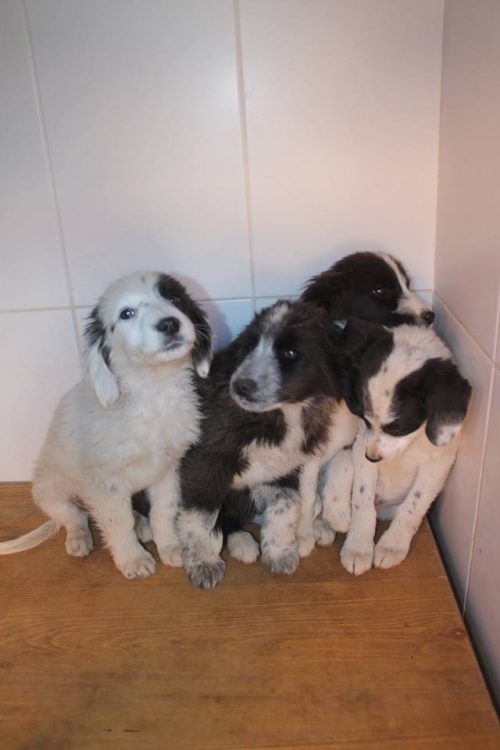 მეტისის ლეკვები უსახელო