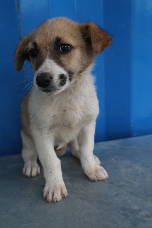 მეტისი უსახელო