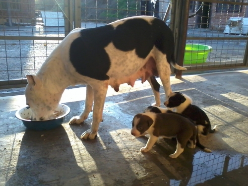 პიტი ლეკვები