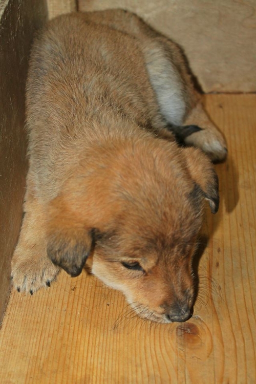 მეტისი უსახელო