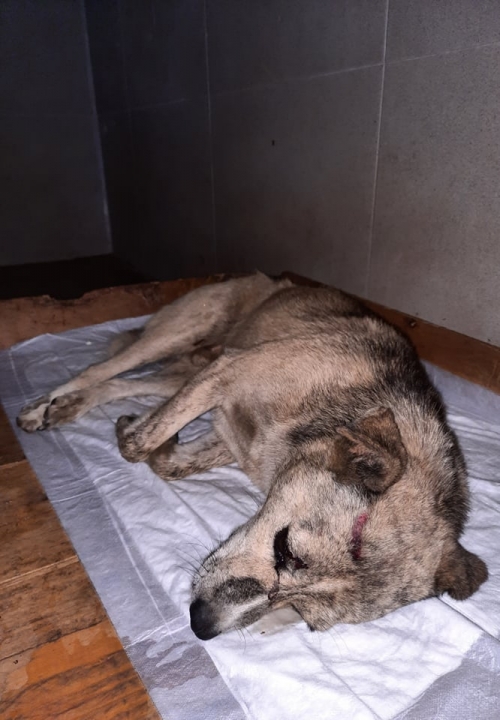 მეტისი რუსთავის ავტობანი