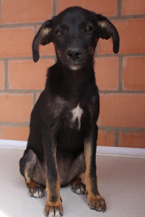 მეტისი სიმბა