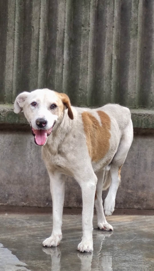 მეტისი კაირო