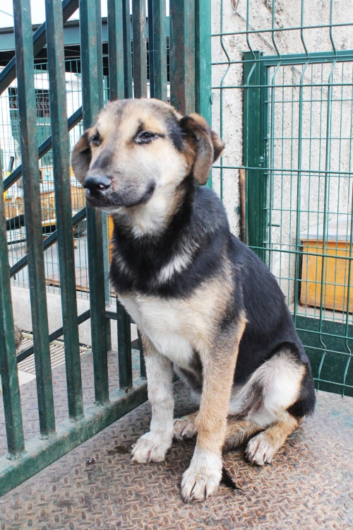 მეტისი უსახელო