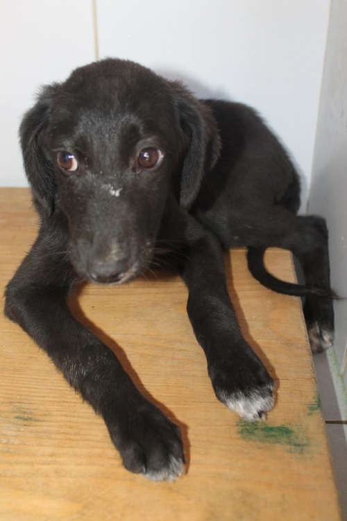 მეტისი უსახელო