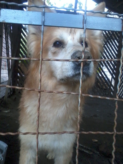 მეტისი მელა