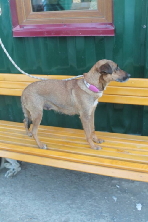 მეტისი შარლოტა