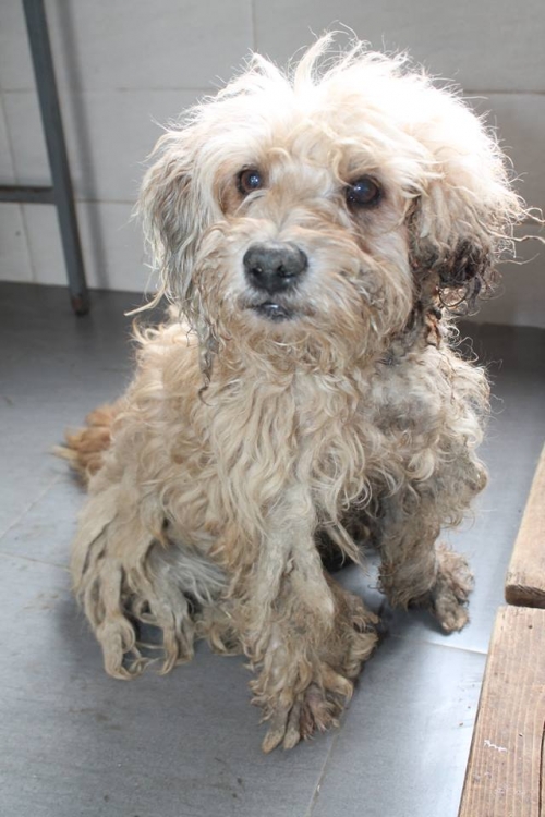 ბალონკა უსახელო