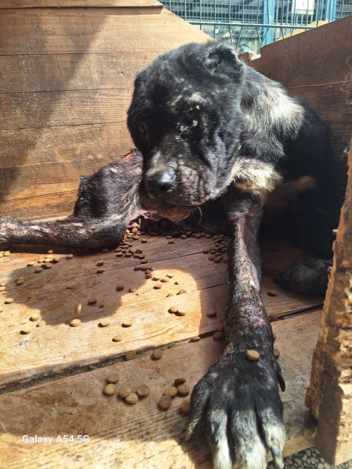 კანე კორსო ყარაჯალა