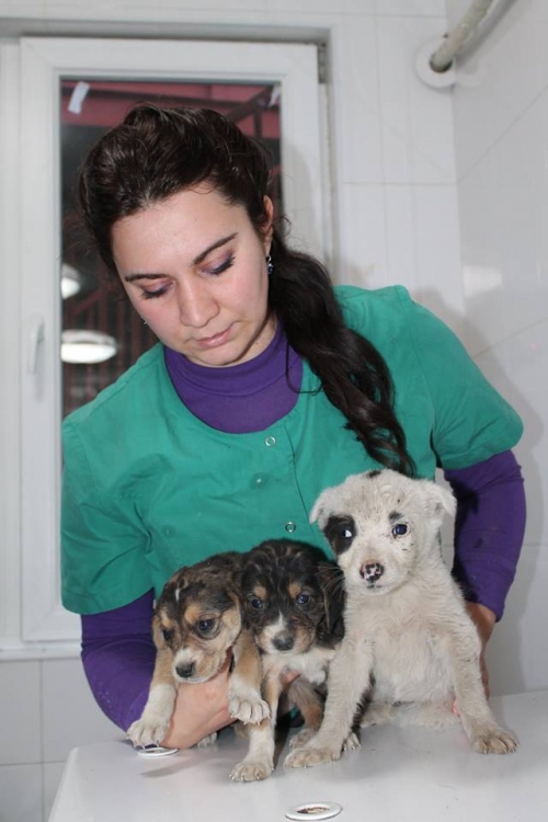 მეტისი უსახელო