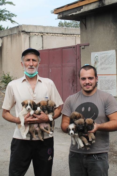 მეტისის ლეკვები უსახელო