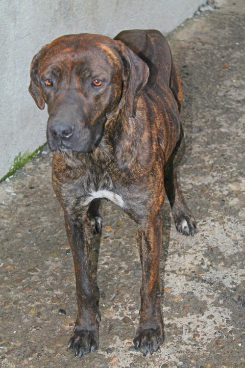 რიჯბეკი და კანეკორსოს მეტისი ჯინა