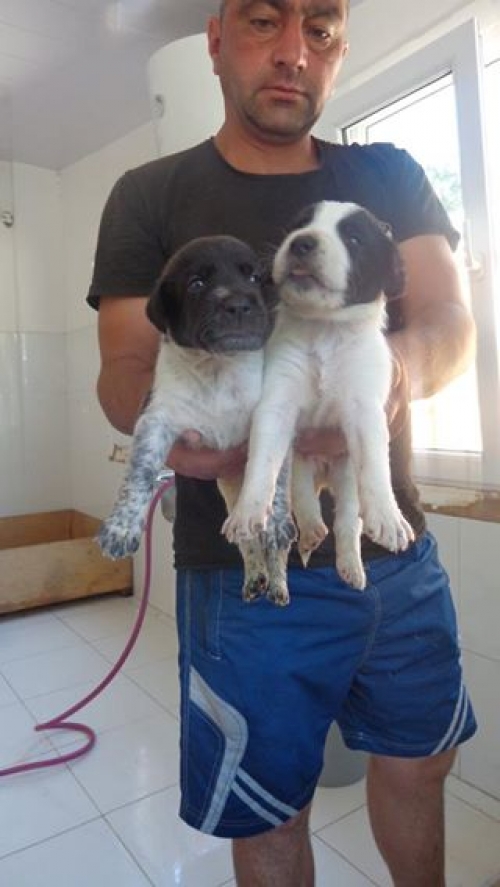 რუსული კოკერ სპანელი უსახელოები