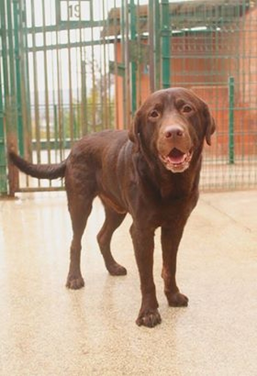 ლაბრადორი უსახელო