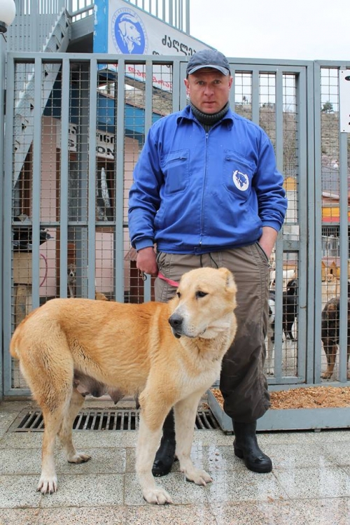 ყაზბეგური ნაგაზი ლომა