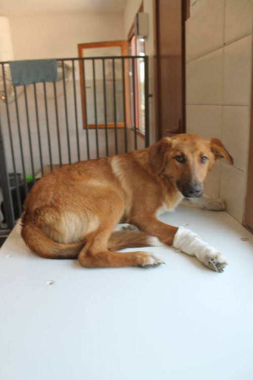 მეტისი როკი