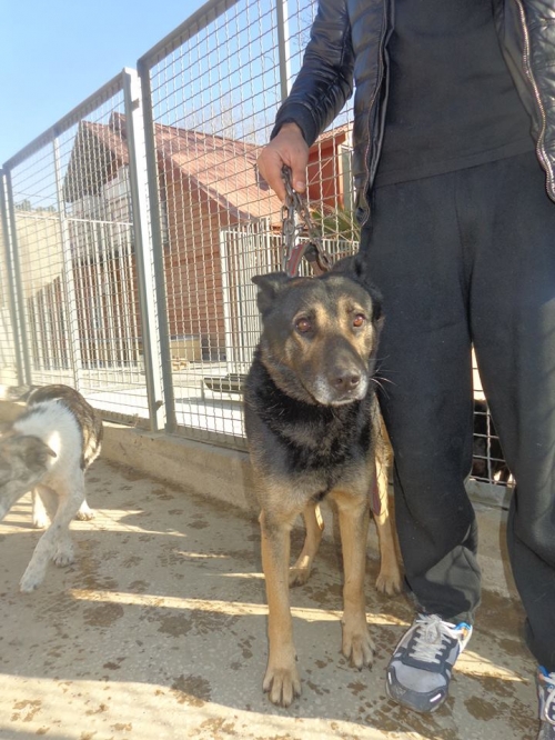 გერმანული ნაგაზი რექსი