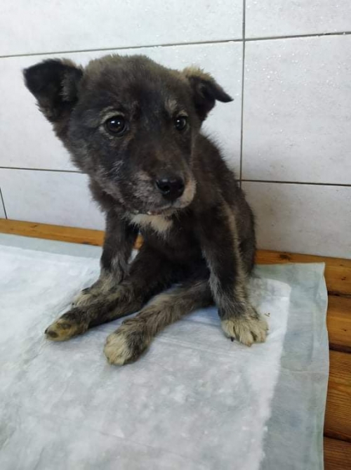 მეტისი კუმისი