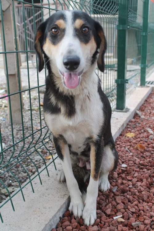 მეტისი უსახელო