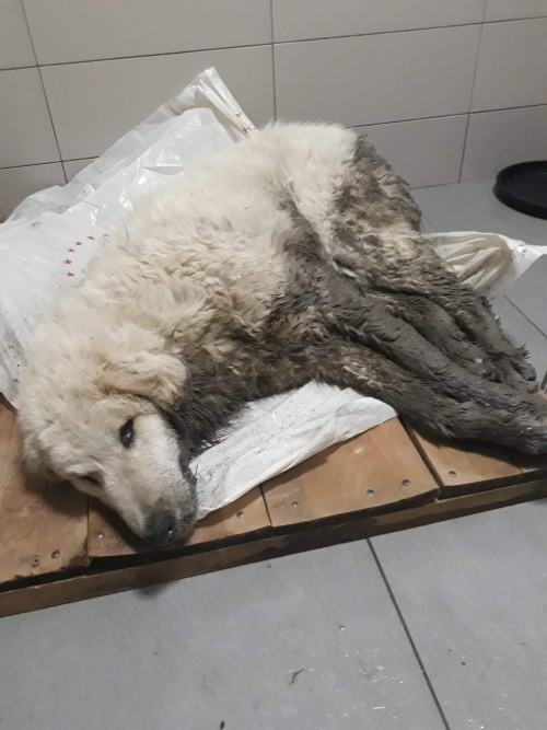 მეტისი მცხეთა