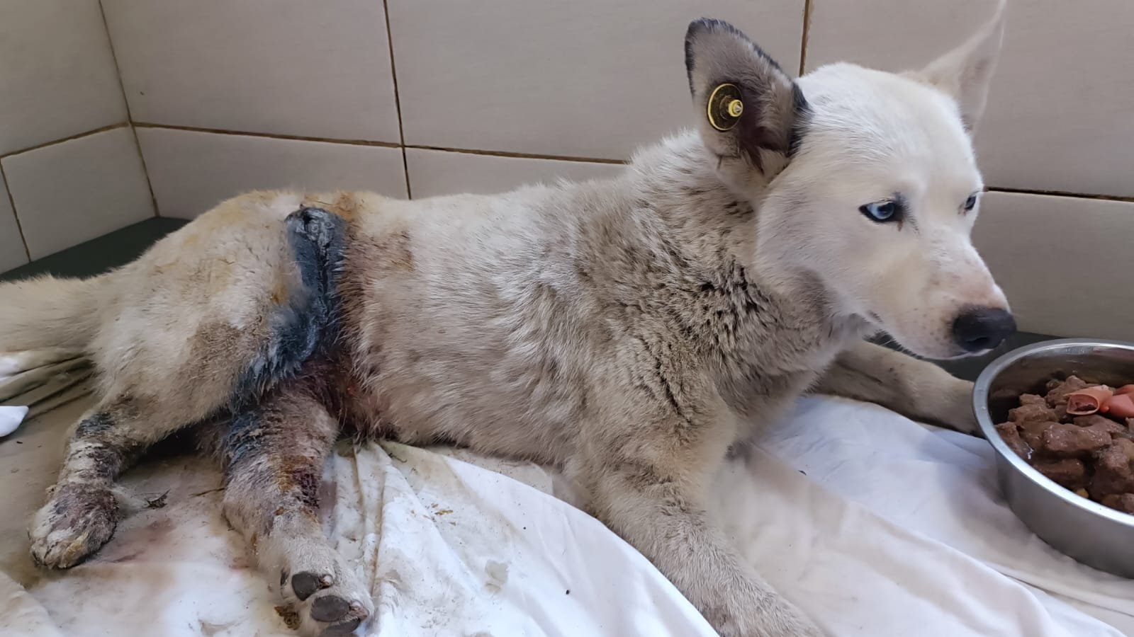 ლაიკა. კოდა