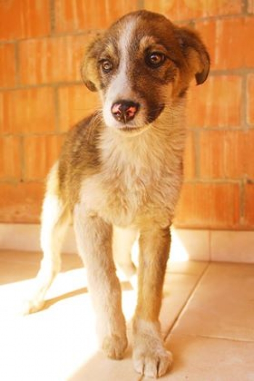 ქართული ქოფაკი უსახელო