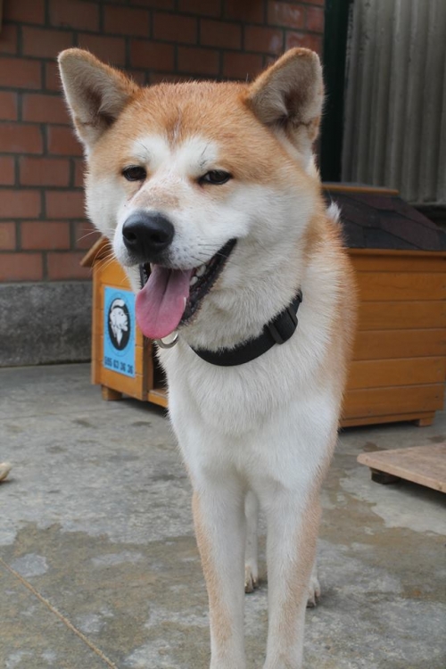 აკიტა უსახელო