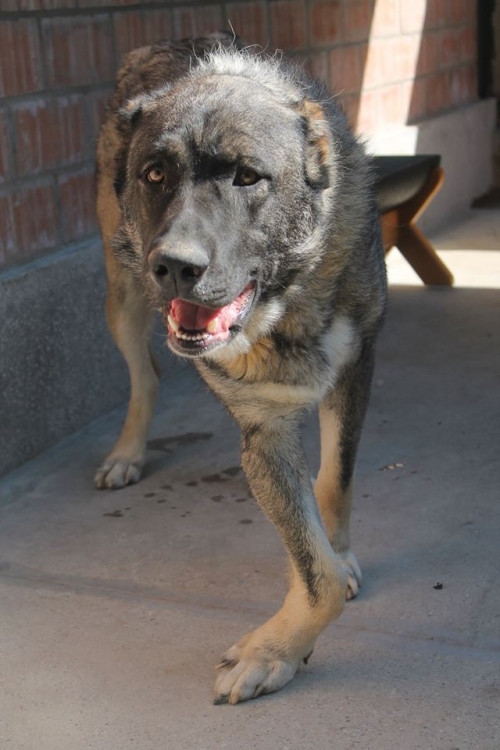 ქართული ნაგაზი ბუჩი