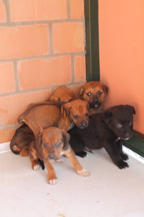 ლაბრადორის მეტისი უსახელო